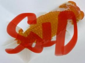 ■渥美学らん会　本大会親の分三歳17.5cmメス【西取締入賞】超迫力