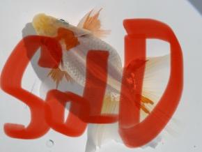 ■東京土佐錦 当歳9.0㎝前後極上オス【会用】丹頂柄 品川忠洋