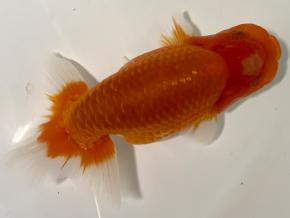 埼玉/森相優 当歳13cm前後オス【会用】