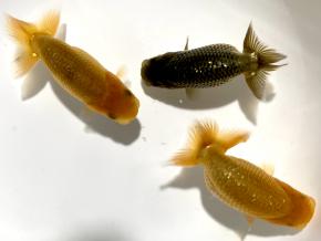■工藤千尋/当歳7.0cm前後3尾 上種/会用混じる