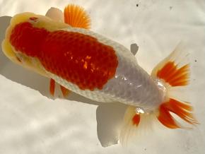 浜松/植平茂氏2歳12ｃｍ前後オス