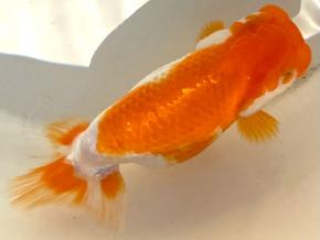 浜松/植平茂氏2歳12ｃｍ前後メス