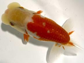 ■将軍らんちゅう当歳12.5cm前後オス【会用】フンタンBIG