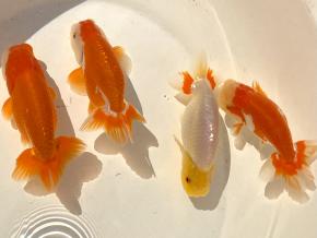 浜松/植平茂氏2歳12ｃｍ前後4尾