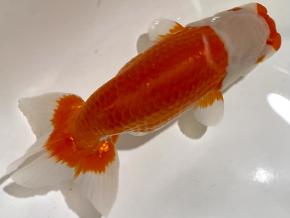 広島産当歳14ｃｍ前後メス