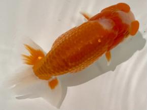 ■将軍らんちゅう当歳14cm前後オス【会用】