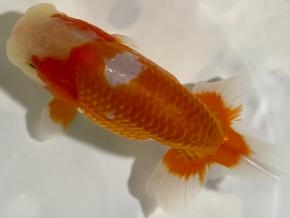 埼玉/森相優 当歳14cm前後オス【会用】