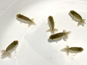 金魚一道】金魚・らんちゅう販売店・通販