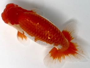 皇帝らんちう当歳18cm前後オス【別格】超BIG強紅