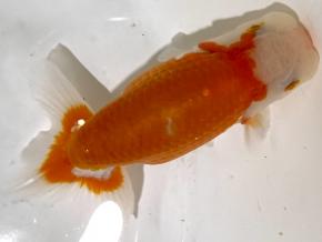 広島産当歳13ｃｍ前後メス