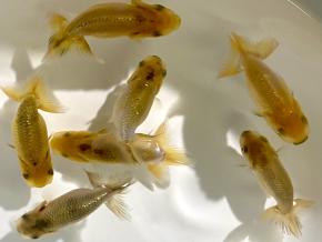 厳選黒仔6.0cm前後7尾/原田信夫【別格】絶品魚