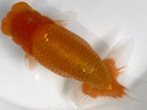 皇帝らんちう当歳18cm前後メス【会用】驚き超BIG