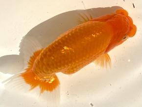 広島産当歳14ｃｍ前後オス