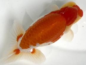 皇帝らんちう当歳16cm前後オス【別格】尾形も泳ぎも最高