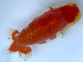 皇帝らんちう当歳16cm前後オス【別格】尾形も泳ぎも最高