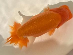 広島産当歳14ｃｍ前後オス