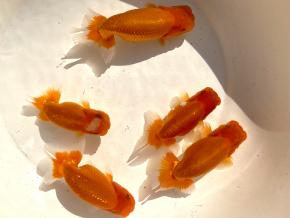 広島産当歳13ｃｍ前後5尾