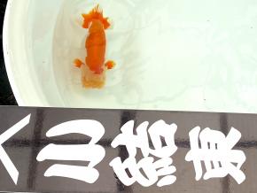 ニ歳15cm前後オス【相模らんちうニ歳会 小結東】沼津/山本博行