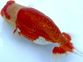 皇帝らんちう当歳15cm前後オス【会用】派手な一文字