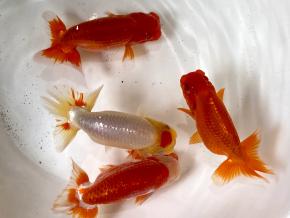 浜松/植平茂氏2歳12ｃｍ前後4尾