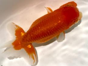 愛知/鷲津寿典/ニ歳15ｃｍ前後メス【品評会:研究会:極種】