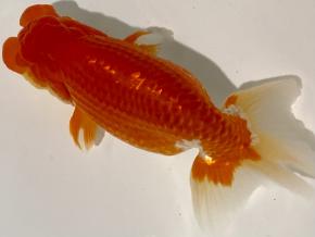 愛知/鷲津寿典/ニ歳15ｃｍ前後メス【品評会:研究会:極種】