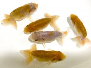 広島産当歳7.0ｃｍ前後5尾【極上物】会用混
