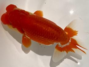 愛知/鷲津寿典/ニ歳14ｃｍ前後オス【品評会:研究会:極種】