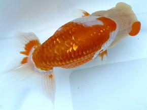 愛媛系当歳16cm前後オス【会用:種用:鑑賞用】極太