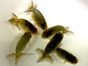 ■工藤100%/菅野敏夫 厳選黒仔5.0cm前後6尾【別格】絶品魚