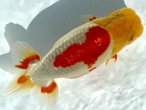 沼津/山ノ内勝己 当歳14cm前後オス【会用】