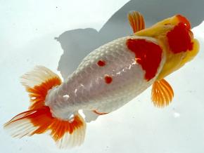 沼津/山ノ内勝己 当歳13cm前後オス【会用】