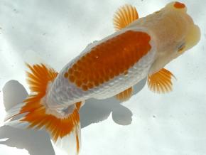 ■工藤100%/大竹優 厳選当歳13cm前後オス【会用】