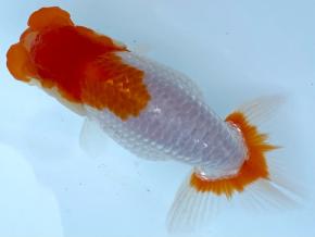 愛媛/竹内誠司 当歳13cm前後メス【特選魚】