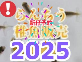 らんちゅう稚魚販売2025年