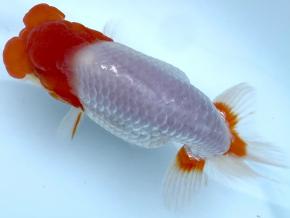 愛媛/竹内誠司 当歳13cm前後メス【特選魚】