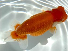 ■豊橋/米澤二郎当歳15ｃｍ前後 厳選メス【極美更紗】抱卵中