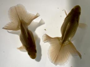 ■東京土佐錦 当歳8.0㎝前後ペア【会用】丸鉢魚 品川忠洋  現物
