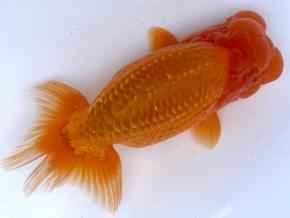 西日本らんちう極上二歳15cm前後オス【会用】入賞魚