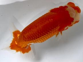 ■工藤千尋/当歳14cm前後オス【品評会用】