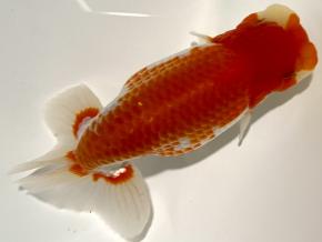 ■将軍らんちゅう当歳14cm前後メス【別格】腹鹿の子の品格ある魚