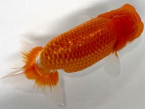 ■工藤千尋/当歳14cm前後オス【品評会用】