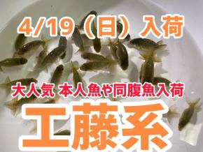 【仕入告知】沼津行きます。工藤千尋本人魚と同腹ブリーダー仕入ます。