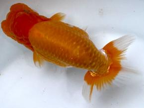 愛媛/石崎一成 当歳13cm前後メス【上種】