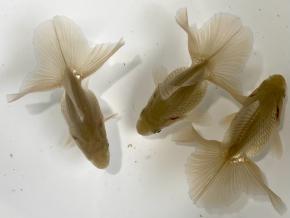 ■東京土佐錦 当歳8.0㎝前後3尾【会用】丸鉢魚 巨匠 品川忠洋