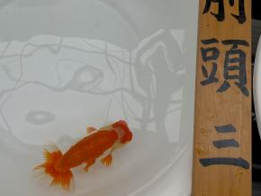 豊橋愛錦会/二歳14cm前後オス【二歳大会入賞】