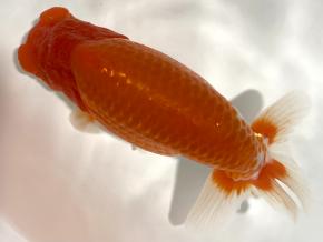 ■将軍らんちゅう当歳17cm前後オス【会用】