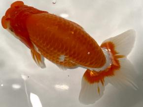 ■将軍らんちゅう当歳17cm前後オス【会用】