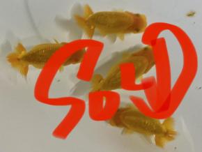 ■沼津/工藤千尋　当歳9cm前後4尾 【会用混】￥6800-