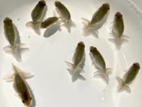 ■工藤100%/菅野敏夫 黒仔4.0cm前後10尾【別格】